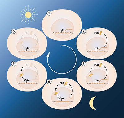 Simplified illustration of the feedback regulation of the period gene