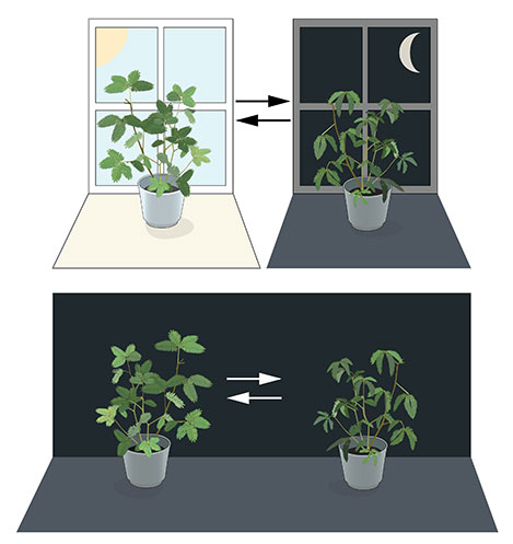 Mimosa plants in window